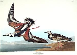 Turnstone. From "The Birds of America" (Amsterdam Edition)