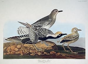 Black-bellied Plover. From "The Birds of America" (Amsterdam Edition)