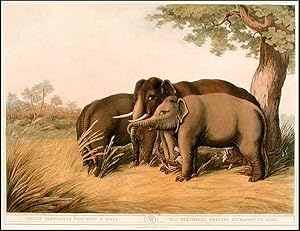 Decoy Elephants Catching a Male/Des Elephants Dressés, Attrapant un Mâle