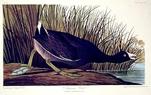 American Coot. From "The Birds of America" (Amsterdam Edition)