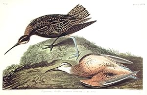 Esquimaux Curlew. From "The Birds of America" (Amsterdam Edition)