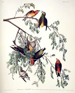 American Crossbill. From "The Birds of America" (Amsterdam Edition)