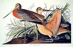 Great Marbled Godwit. From "The Birds of America" (Amsterdam Edition)