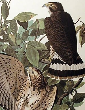 Broad-winged Hawk. From "The Birds of America" (Amsterdam Edition)