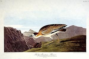 Rocky Mountain Plover. From "The Birds of America" (Amsterdam Edition)