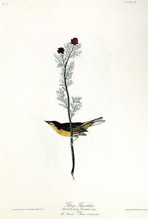 Selby's Flycatcher. From "The Birds of America" (Amsterdam Edition)