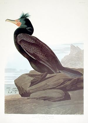 Double-crested Cormorant. From "The Birds of America" (Amsterdam Edition)