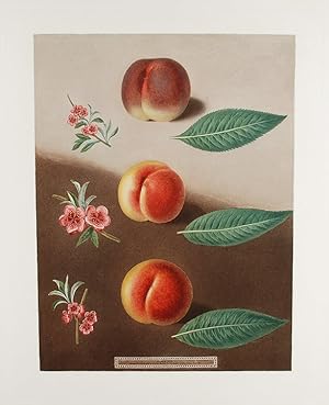 [Peach] Millet's Peach, Superb Royal Peach, Double Swalsh Peach
