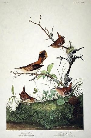 Winter Wren, Rock Wren. From "The Birds of America" (Amsterdam Edition)