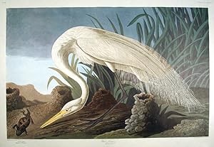 White Heron. From "The Birds of America" (Amsterdam Edition)