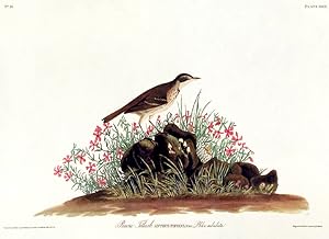 Prairie Titlark. From "The Birds of America" (Amsterdam Edition)