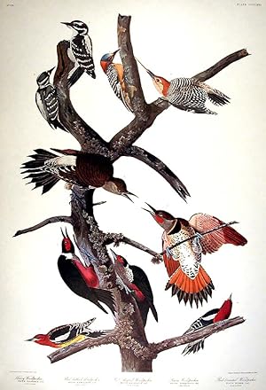 Hairy Woodpecker, Red-bellied Woodpecker, Red-shafted Woodpecker, Lewis Woodpecker, Red-breasted ...
