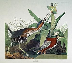 Green Heron. From "The Birds of America" (Amsterdam Edition)