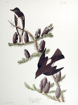 Olive sided Flycatcher. From "The Birds of America" (Amsterdam Edition)