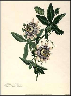 Passiflora caerulea Common Passion flower