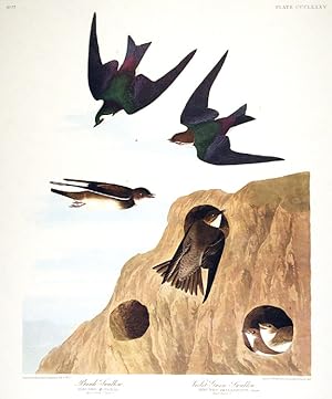 Bank Swallow, Violet-Green Swallow. From "The Birds of America" (Amsterdam Edition)