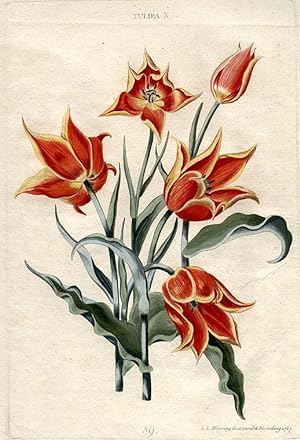 Tulipa X [Plate 56]