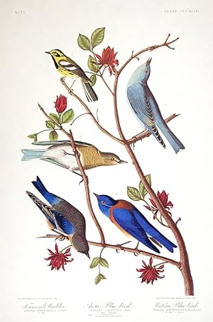 Townsend's Warbler, Arctic Blue-bird, Western Blue-bird. From "The Birds of America" (Amsterdam E...