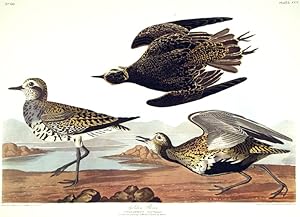 Golden Plover. From "The Birds of America" (Amsterdam Edition)