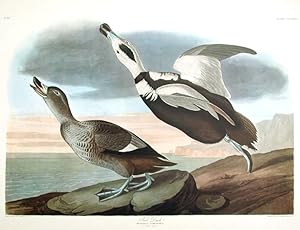 Pied Duck. From "The Birds of America" (Amsterdam Edition)
