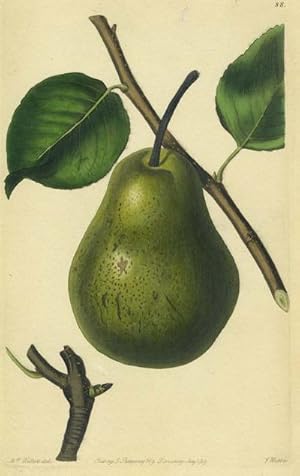 A Pear Print from the Pomological Magazine