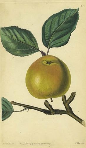 An Apple Print from the Pomological Magazine