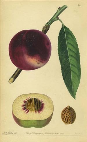 Peach Print from the Pomological Magazine