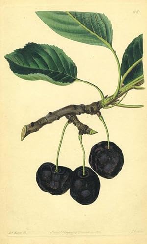 Cherries Print from the Pomological Magazine