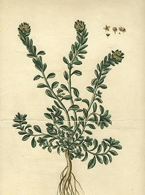 "Ionthlaspi, luteo flore, incanum, montanum .[caption title]." From: "Hortus romanus ."