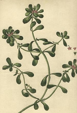 "Glaux palustris flore striato, clauso, foliis Portulacae [caption title]." From: "Hortus romanus ."