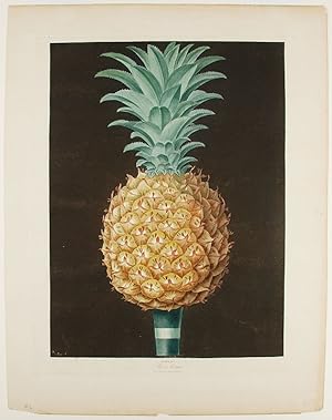 [Pineapple] Black Antigua