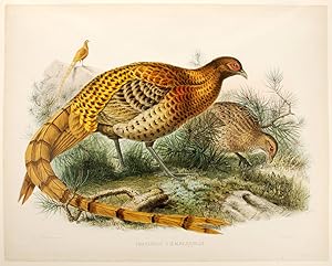 Phasianus Soemmerringii [Soemmering's Pheasant]