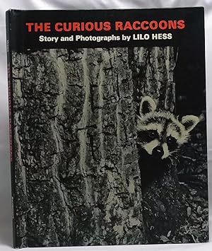 The Curious Raccoons