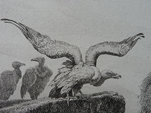 La Fontaine, Fables, Les vautours et les pigeons. Eau forte originale sur papier Vergé