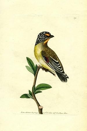 Striped Headed Manakin [Pardalotus striatus], hand colored copper engraving (from The Naturalist'...