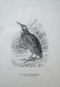 Proof plate of the Western (or Australasian) Bittern from the "Birds of Australia", Botaurus West...