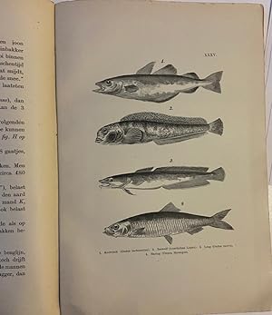 De grootvisscherij op de Noordzee. Beknopte uitgave, Haarlem 1895, 237 pag., geïll.