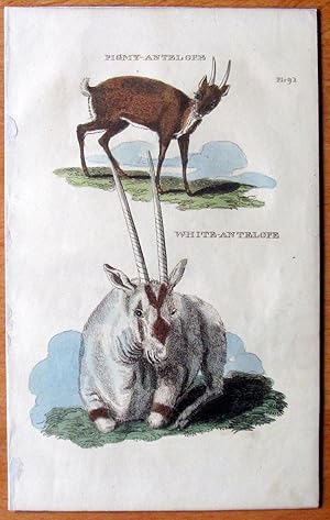 Antique Copperplate Engraving. Pigmy and White Antelope.