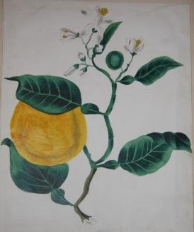 Album with Twenty-Two Watercolors, Mostly Botanical, Twelve Other Original Drawings and a Few Pri...