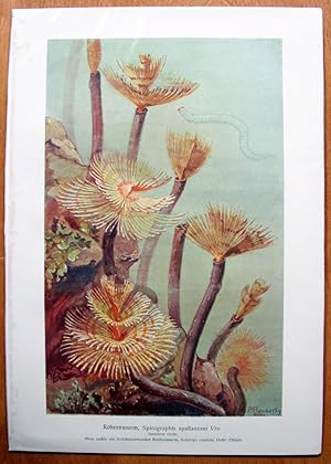 Antique Chromolithograph. Marine Life, Tube Worms etc.