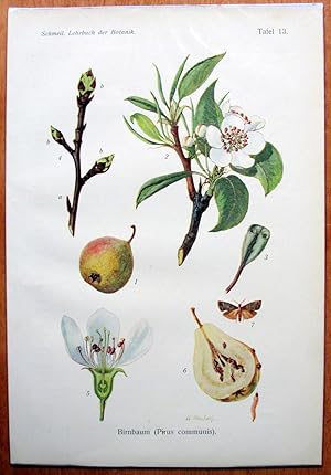 Antique Chromolithograph. Botanical. Pirus Communis. (European Pear).