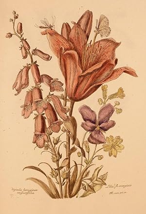Variae ac Multiformes Florum Species; Designees et Gravees d'apres le naturel par Nicholas Robert