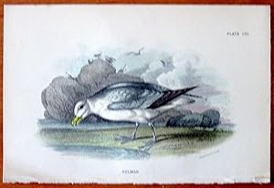 Antique Bird Print. Fulmar.