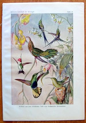Antique Chromolithograph. Hummingbirds,