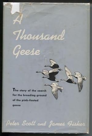 A Thousand Geese