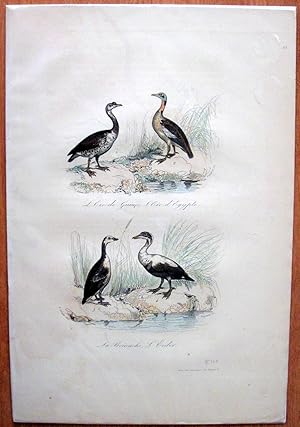 Antique Bird Print. Geese.