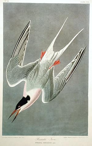 Roseate Tern. Plate 240 from "The Birds of America" (Amsterdam Edition)