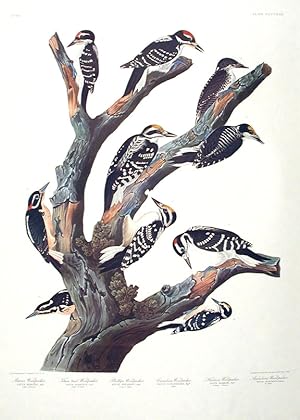Maria's Woodpecker, Three-toed Woodpecker, Phillips' Woodpecker, Canadian Woodpecker, Harris's Wo...