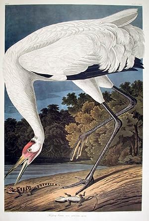 Hooping Crane. From "The Birds of America" (Amsterdam Edition)