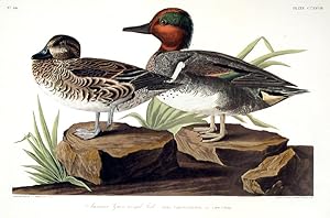 American Green Winged Teal. From "The Birds of America" (Amsterdam Edition)